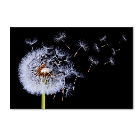 Bess Hamiti 'Dandelion Blowing' Canvas Art,12x19